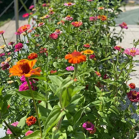 Jules&jim Gaestehaus * Linz